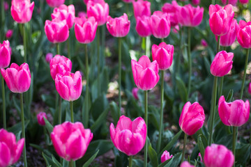 Obraz premium tulip flowers in spring