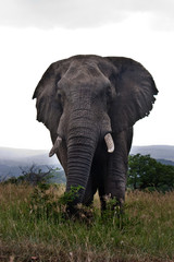 Fototapeta premium A close-up photo of a male bull elephant chasing the car with the photographer, South Africa