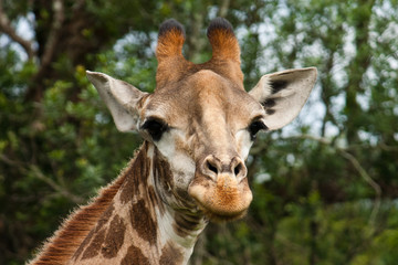 Fototapeta premium A wild giraffe looking directly into the camera in South Africa