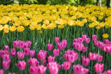 Fototapeta premium tulip flowers in spring