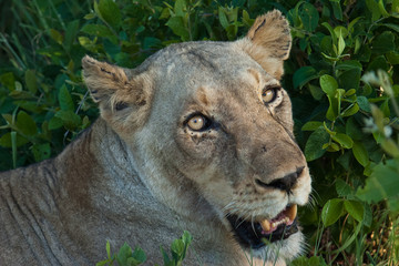 Close shot of a lioness staring directly at the photographer, South Africa