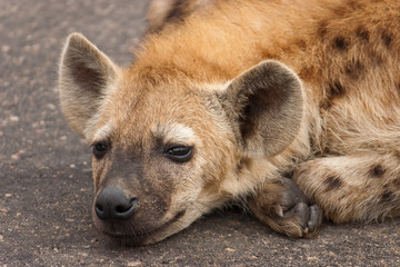 Portrait shot of a young Hyena on the side of the road, Kruger Park, South Africa