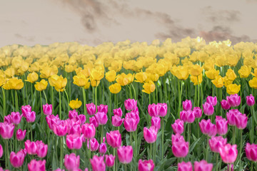 tulip flowers in spring