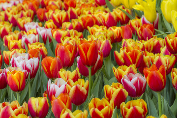 Fresh colorful tulips in warm sunlight