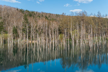 Blue pond at Biei , Hokkaido