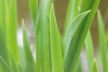 foliage grass and trees