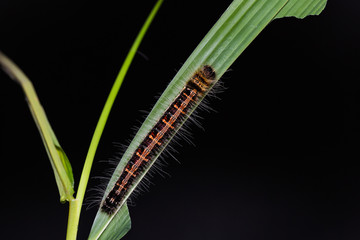 Common Duffer (Discophora sondaica) caterpillar