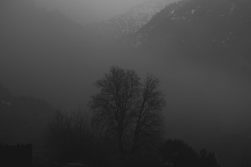 Foggy Canyon