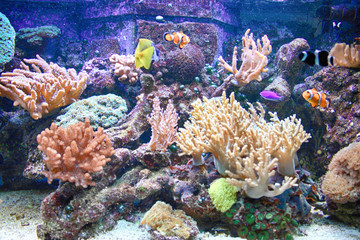 Plakat aquarium background