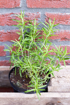 Herbs: rosemary. Outdoor, garden, brick wall.

