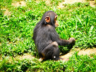 Chimpanzé