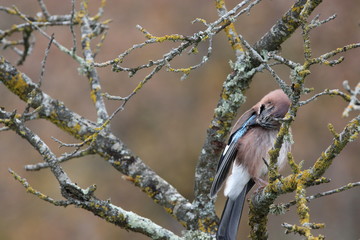 Geai des chênes perché sur un arbre, Garrulus glandarius