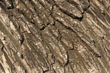 Bark of an old big poplar background