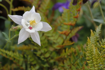 Aquilegia flower