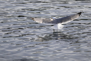 Seagull flying over the sea