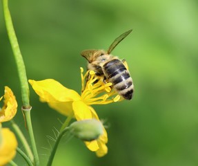 Bee on a St. John's wort herb