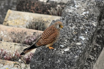 Falco Grillaio o Naumanni - femmina