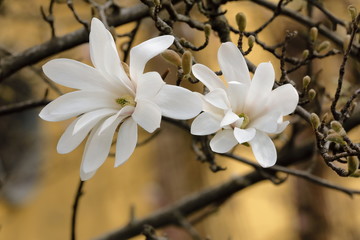White stellate magnolia - obrazy, fototapety, plakaty