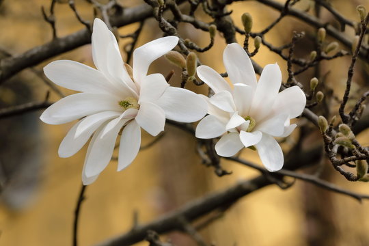 Fototapeta White stellate magnolia