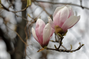 Magnolia liliiflora 'Susan'