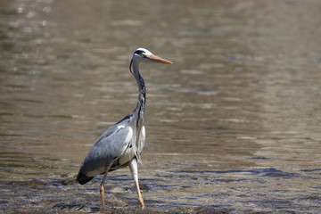 Héron cendré dans une rivière, Ardea cinerea