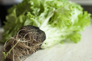 Bunch of raw organic green frisee salad with roots