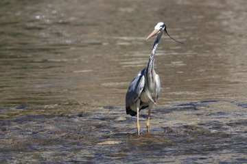 Héron cendré dans une rivière, Ardea cinerea