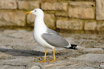 seagull