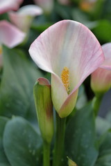 calla zantedeschia