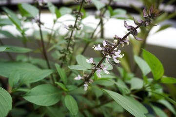 Close up view of real Basil Leaves herb plant for home gardening and food photo
