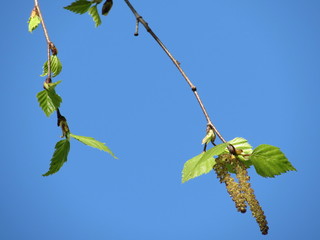 Birch buds