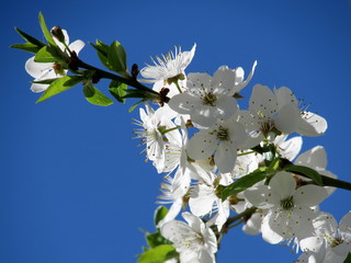 Cherry blossoms 2