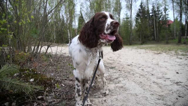Puppy dog springer spaniel closeup looks around