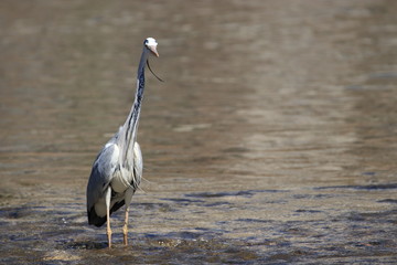 Héron cendré dans une rivière, Ardea cinerea