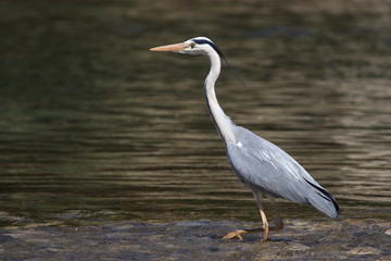 H&eacute;ron cendr&eacute; dans une rivi&egrave;re, Ardea cinerea