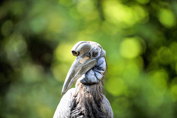 Hornvogel - Bucorvus abyssinicus
