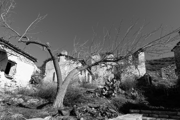 Black and white photo of old ruined house and a tree