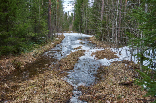Road in spring  forest