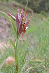 Serapia, orchidée méditerranéenne