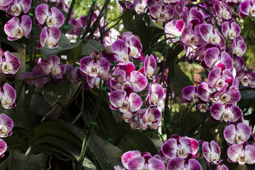 Vanda orchids in the garden