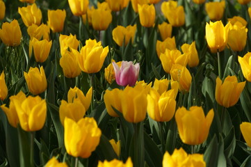 Tulips in bloom