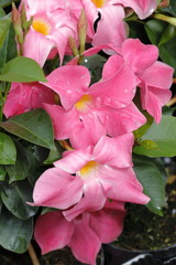 Obraz premium Dipladenia flower