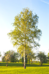 Obraz premium Birch tree in the city park