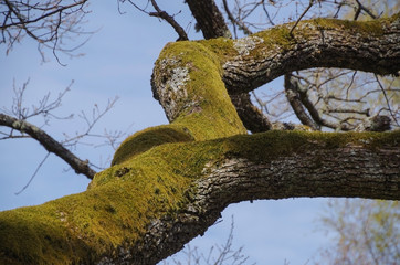 The thick branch oak covered with a moss against the background of the blue sky.