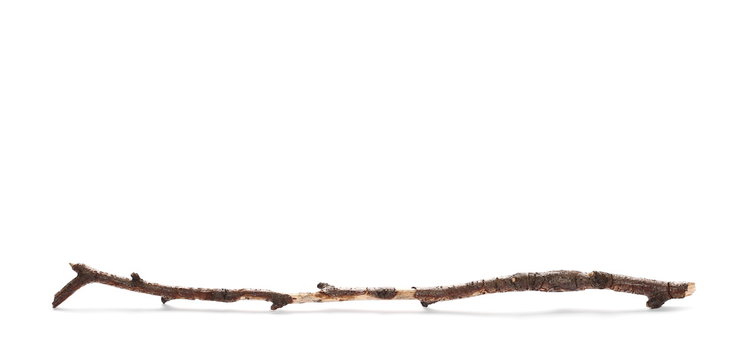 dry rotten birch branch isolated on white background