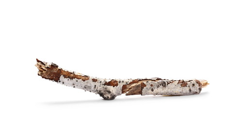 Naklejka premium sucha zgniła gałąź brzozy na białym tle