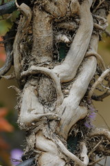 Twisted branches