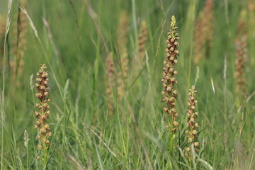 Orchis homme pendu dans une prairie méditerranéenne, Orchis anthropophora 