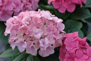 The impatiens new guinea flower