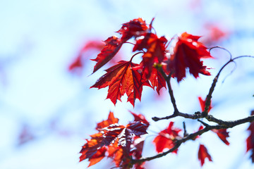 maple leaves
